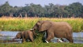 Elephant with baby near the Zambezi River. Zambia. Lower Zambezi National Park. Zambezi River. Royalty Free Stock Photo