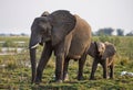 Elephant with baby near the Zambezi River. Zambia. Lower Zambezi National Park. Zambezi River. Royalty Free Stock Photo