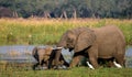 Elephant with baby near the Zambezi River. Zambia. Lower Zambezi National Park. Zambezi River. Royalty Free Stock Photo