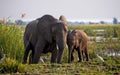 Elephant with baby near the Zambezi River. Zambia. Lower Zambezi National Park. Zambezi River. Royalty Free Stock Photo