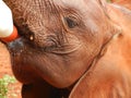 Elephant baby is feeding from the bottle Royalty Free Stock Photo