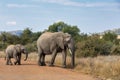 Elephant with baby in South Africa wildlife safari Royalty Free Stock Photo