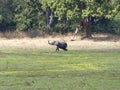 Elephant baby Zambia safari Africa nature wildlife Royalty Free Stock Photo