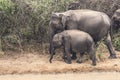 Elephant with Baby in Sri Lanka