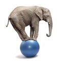 Elephant balancing on a blue ball. Royalty Free Stock Photo