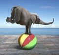 Elephant balancing on a colorful ball