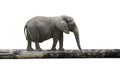 Elephant balancing on tree trunk Royalty Free Stock Photo