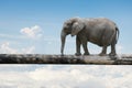 Elephant balancing on tree trunk Royalty Free Stock Photo