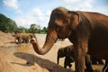 Elephant at the bank of river Royalty Free Stock Photo