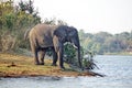 Elephant on the bank of the Zambezi River Royalty Free Stock Photo