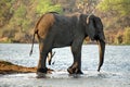 Elephant on the bank of the Zambezi River Royalty Free Stock Photo