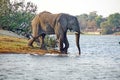 Elephant on the bank of the Zambezi River Royalty Free Stock Photo