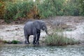 Elephant on the bank of the Zambezi River Royalty Free Stock Photo