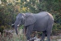 Elephant on the bank of the Zambezi River Royalty Free Stock Photo