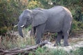 Elephant on the bank of the Zambezi River Royalty Free Stock Photo