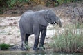 Elephant on the bank of the Zambezi River Royalty Free Stock Photo