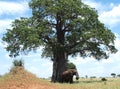 Elephant and Baobab Tree Royalty Free Stock Photo