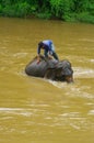 Elephant bath