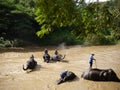 Elephant bath