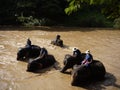 Elephant bath