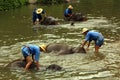 Elephant Bath