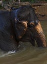 Elephant bath in canal. Royalty Free Stock Photo