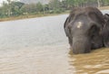 Elephant after a bath - getting up from river.