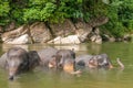 Elephant Bath Royalty Free Stock Photo