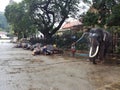 Bath Elephant Kandy Dalada Maliga Place