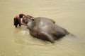 Elephant bath, NP Chitwan, Nepal Royalty Free Stock Photo