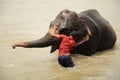 Elephant bath, NP Chitwan, Nepal Royalty Free Stock Photo