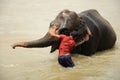 Elephant bath, NP Chitwan, Nepal