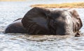 Elephant at bath Royalty Free Stock Photo