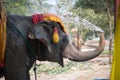 Elephant bath Royalty Free Stock Photo