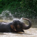 Elephant bath Royalty Free Stock Photo