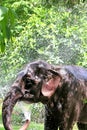 Elephant bathing Royalty Free Stock Photo