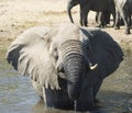 Elephant bathing