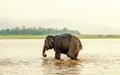 Elephant bathing in Chitwan national park, Nepal Royalty Free Stock Photo