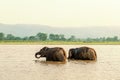 Elephants bathing in Chitwan national park, Nepal Royalty Free Stock Photo