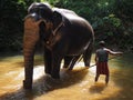 Elephant bathing in the river