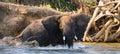 Elephant bathing in the river Zambezi. Zambia. Lower Zambezi National Park. Zambezi River. Royalty Free Stock Photo