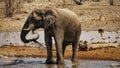 Elephant bathing in waterhole