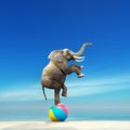 An elephant on a beach ball