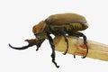 Elephant beetle on stick - Cutout