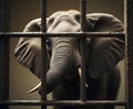 Elephant Behind Bars Reaching Out with Trunk in Captivity Royalty Free Stock Photo