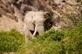 Elephant behind a bush