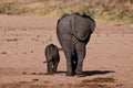 Elephant behinds