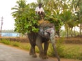 Elephant painted for Hindu festival, India