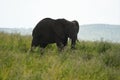 Elephant Big Huge Tusker Amboseli - Big Five Safari -Baby African bush elephant Loxodonta africana Royalty Free Stock Photo