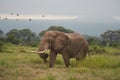 Elephant Big Huge Tusker Amboseli - Big Five Safari -Baby African bush elephant Loxodonta africana Royalty Free Stock Photo